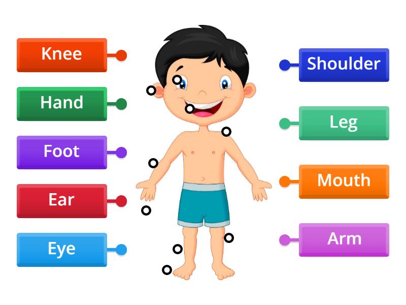 Copia De Partes Del Cuerpo Labelled Diagram