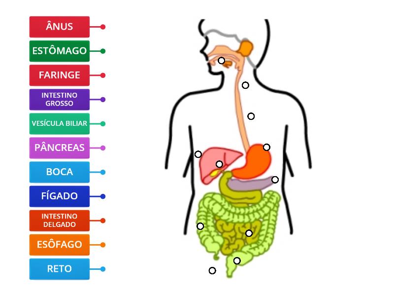 Sistema Digest Rio Humano Org Os Imagem Legenda