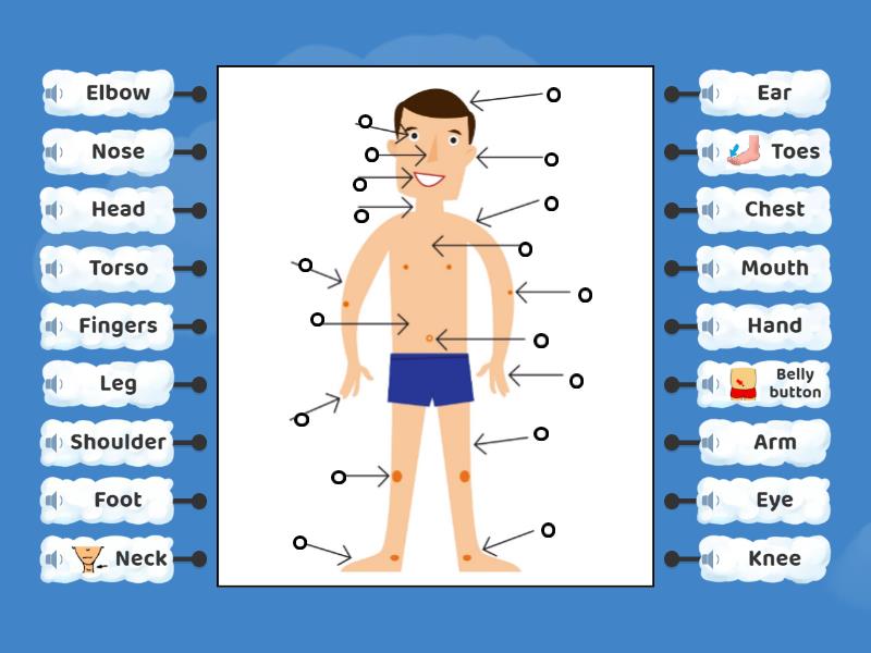 Parts Of The Body Labelled Diagram