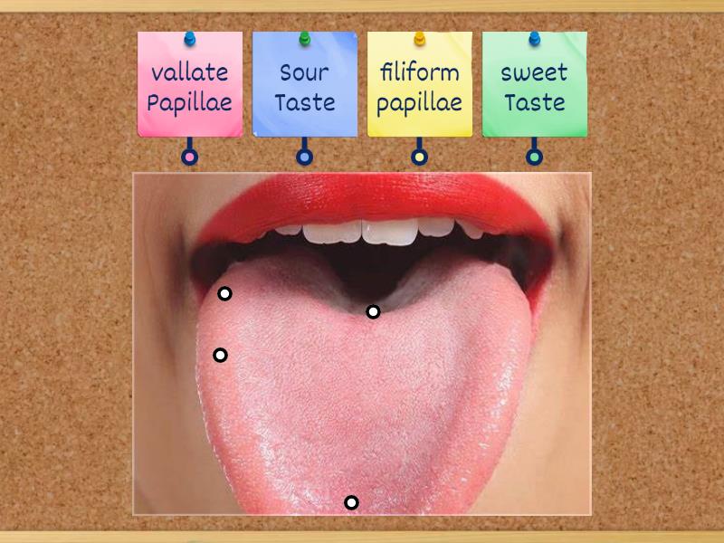 Tongue Anatomy Labelled Diagram