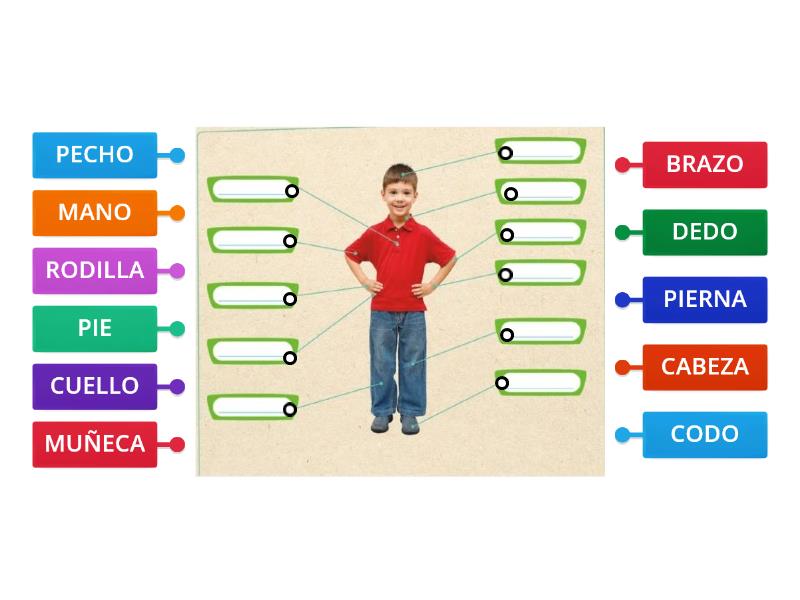 PARTES DEL CUERPO Labelled Diagram