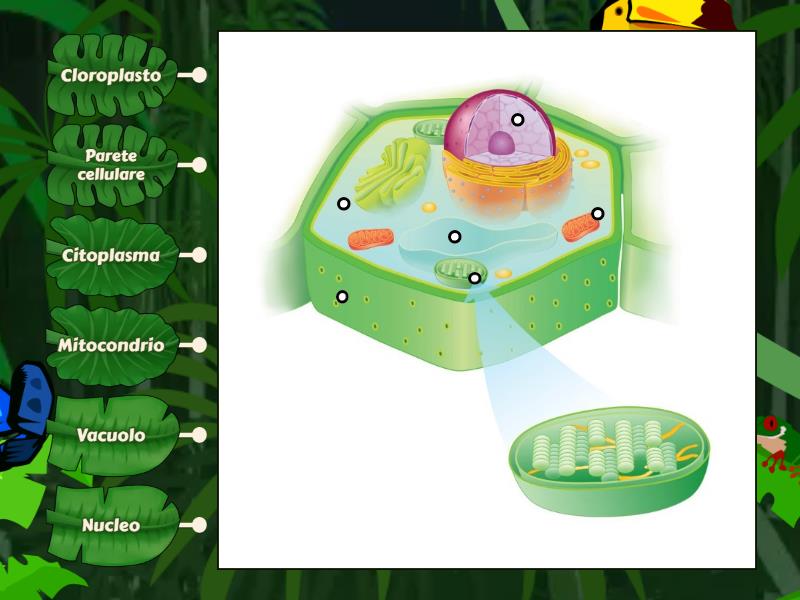 Cellula Vegetale Labelled Diagram