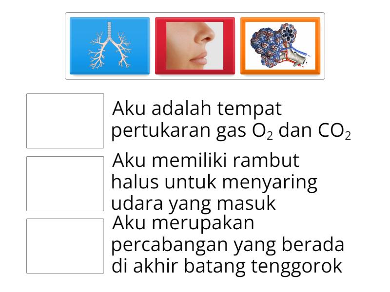 Organ Pernapasan Match Up