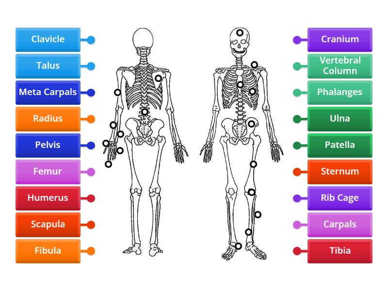 Ocr A Level Pe Label The Bones Of The Skeleton Labelled Diagram