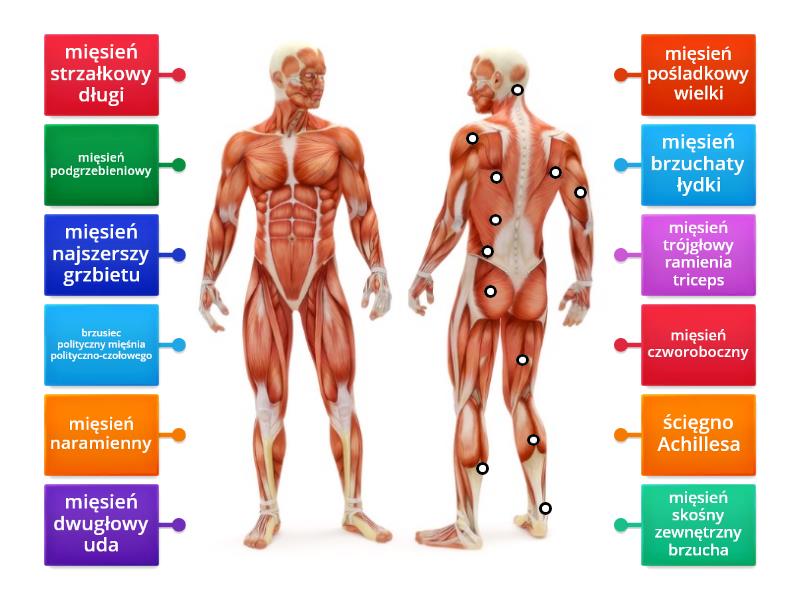 Układ mięśniowy 2 Rysunek z opisami