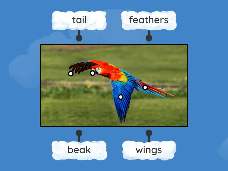 Parrot Body Parts Labelled Diagram