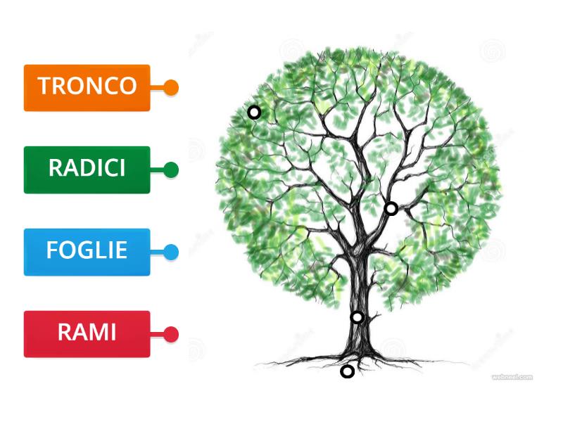 LE PARTI DELLA PIANTA Labelled Diagram