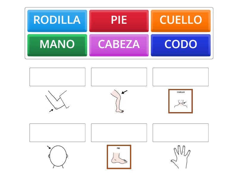 Partes Del Cuerpo Match Up