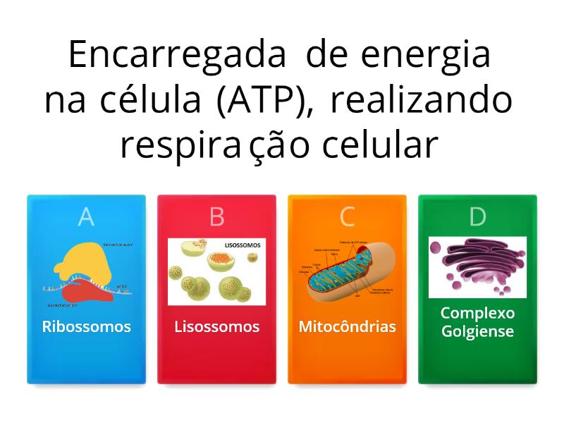 Atividade Sobre Organelas Citoplasm Ticas Cuestionario