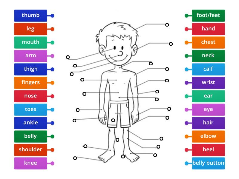 Parts Of The Body Labelled Diagram