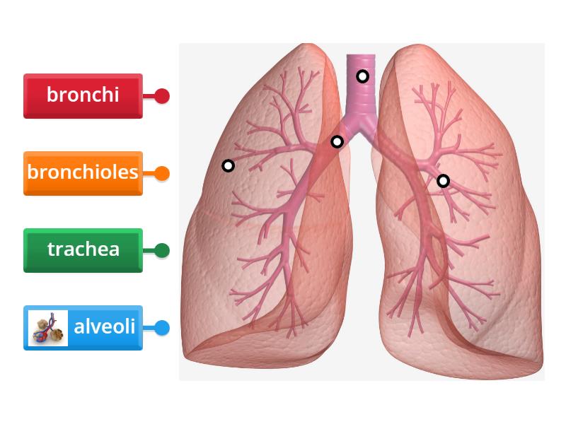 Label This Diagram Of The Lungs Labelled Diagram