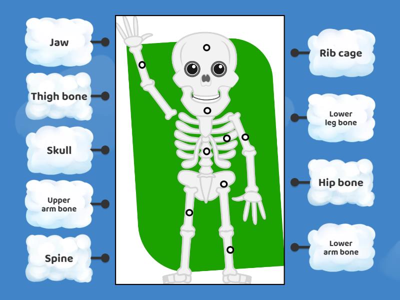 Label The Human Skeleton Labelled Diagram