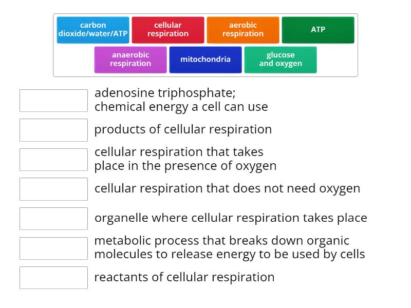 Intro To Cellular Respiration Match Up