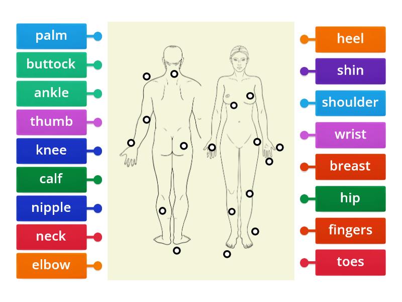 Body Parts Diagrama Con Etiquetas