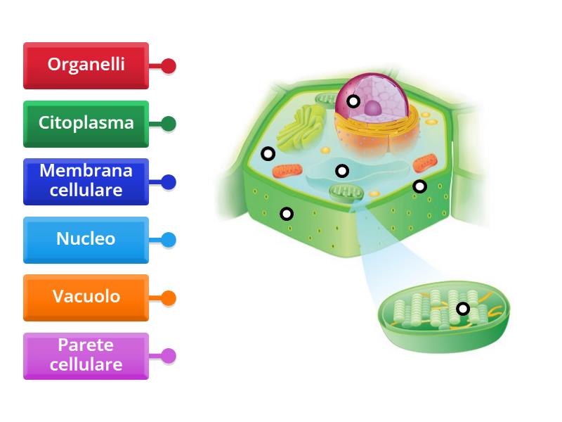 Le Parti Della Cellula Vegetale Classe 4 Labelled Diagram