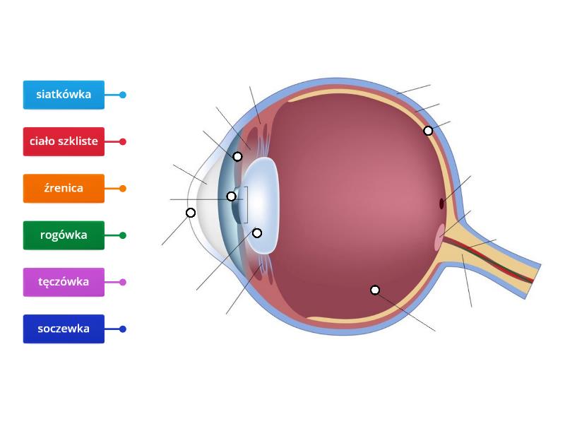 Budowa Oka Labelled Diagram