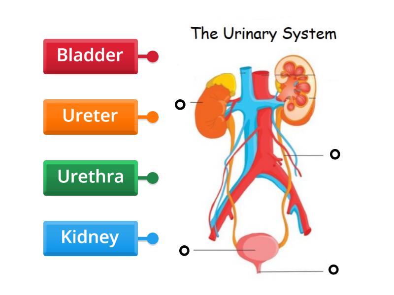 The Urinary System Labelled Diagram