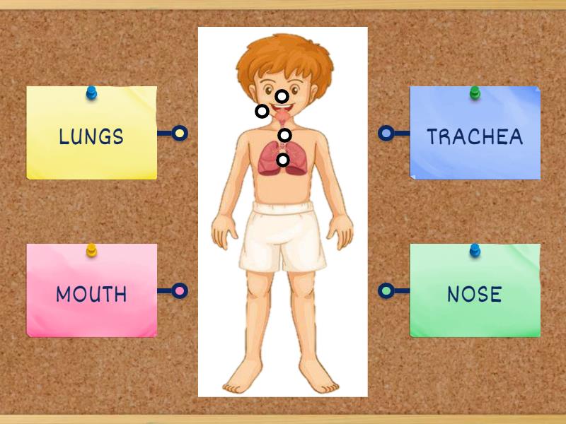 Respiratory System Labelled Diagram