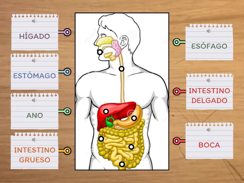 EL APARATO DIGESTIVO Y SUS PARTES Diagrama Con Etiquetas