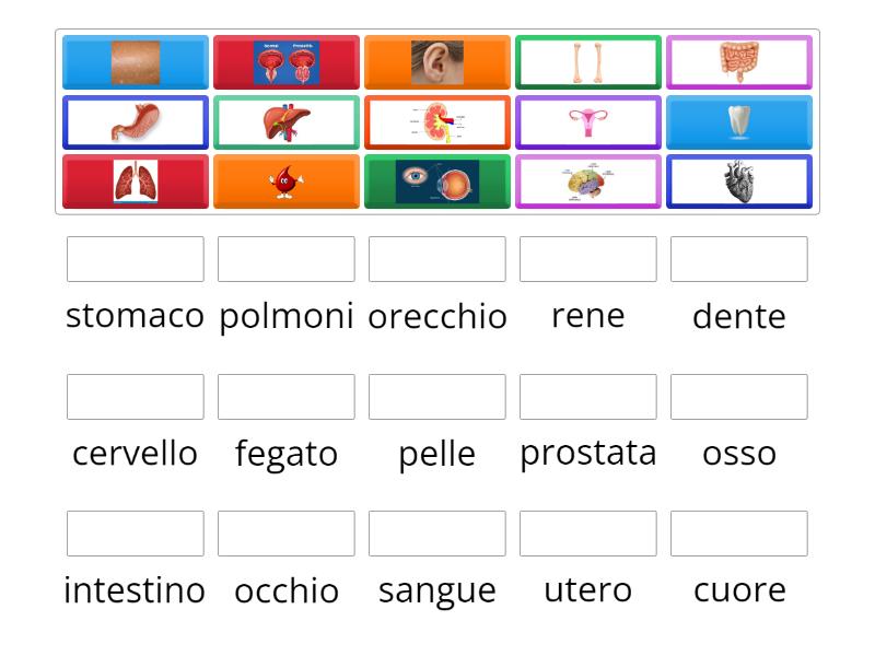 Organi E Parti Del Corpo Match Up