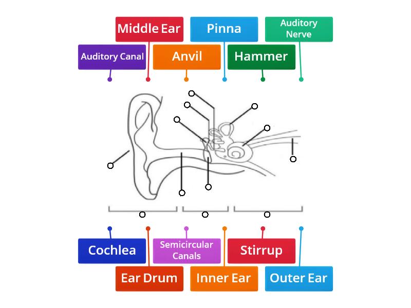 Mga Bahagi Ng Tainga Labelled Diagram