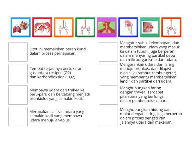 Organ Pernapasan Pada Manusia Dan Fungsinya Match Up