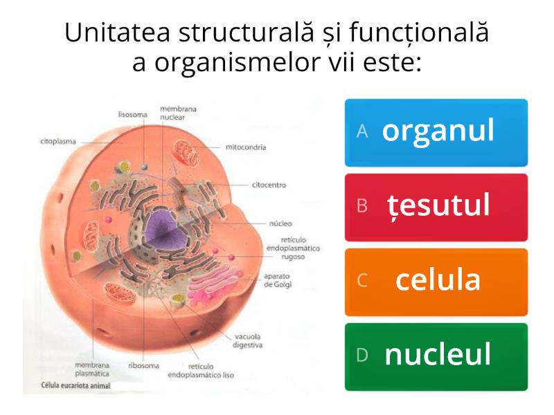 Celula Quiz