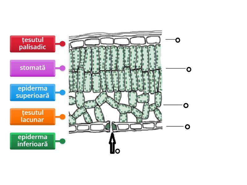 Structura Frunzei Labelled Diagram