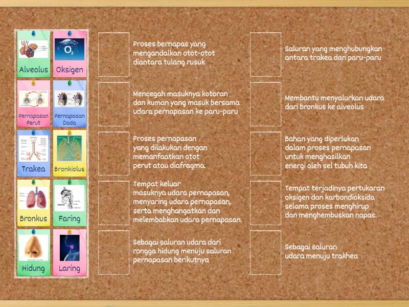 Organ Pernapasan Dan Fungsinya Match Up