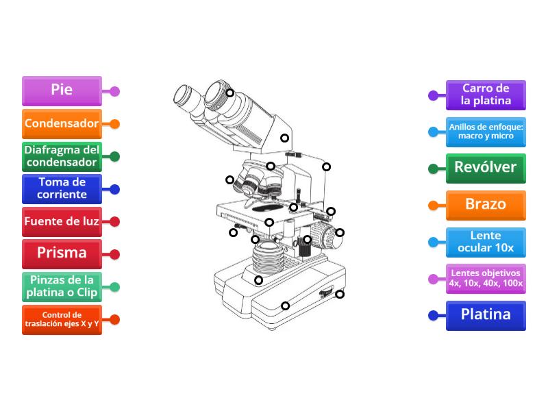 Partes Principales De Un Microscopio Binocular Labelled Diagram