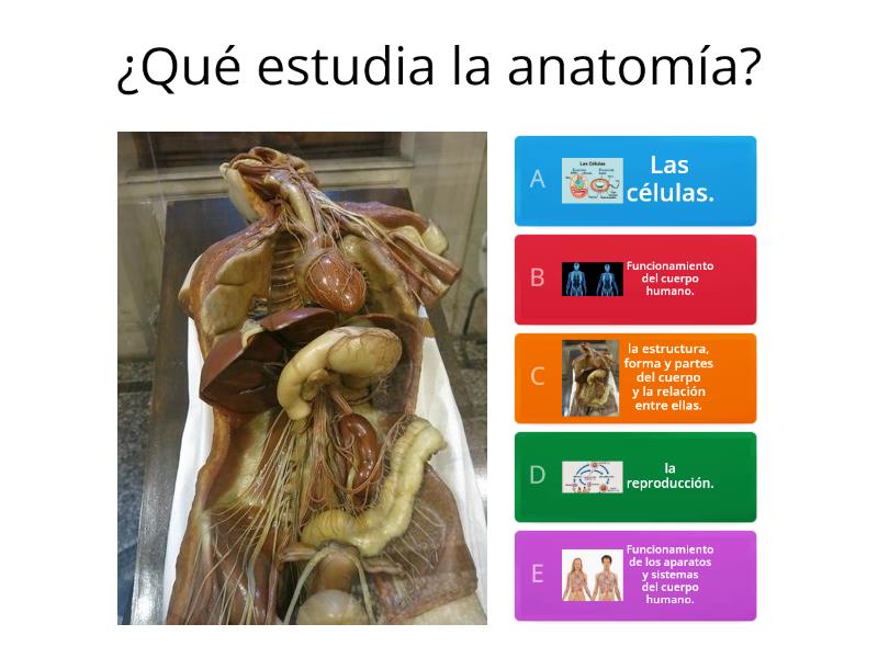 Cuánto sabes de anatomía y fisiología Questionário