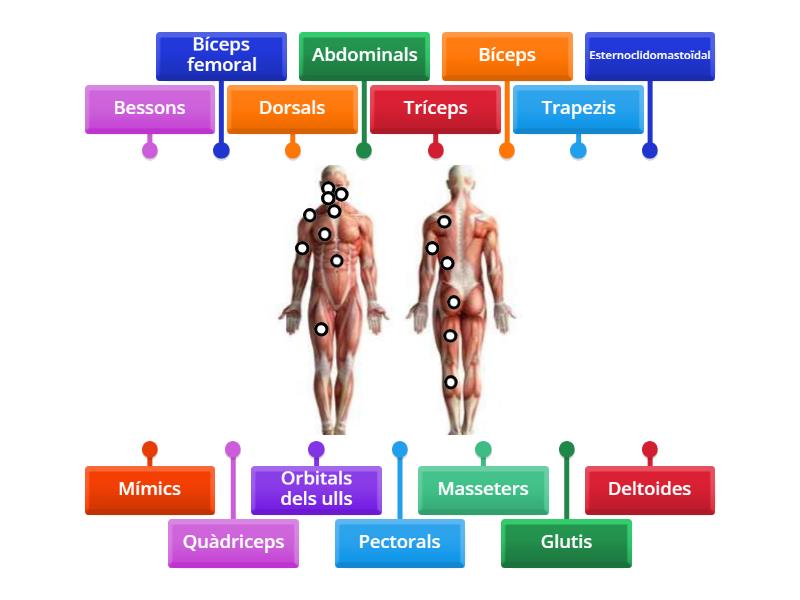 Els M Sculs Laura Diagrama Con Etiquetas