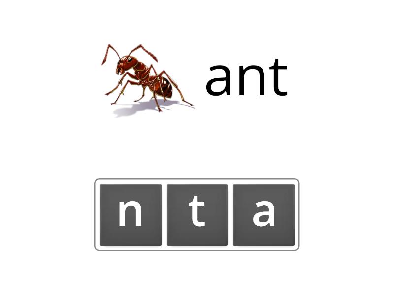 The Ant And The Grashopper Vocabulary Anagrama