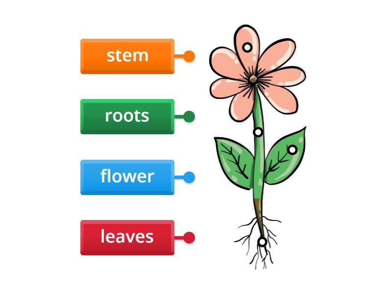 Labelling Plants Labelled Diagram