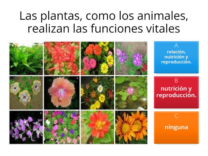 Las Funciones Vitales De Las Plantas Cuestionario