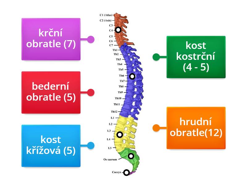 Páteř Labelled diagram