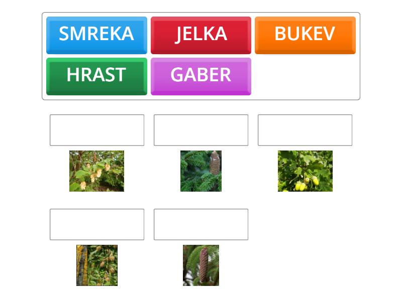 Drevesne Vrste V Sloveniji Match Up