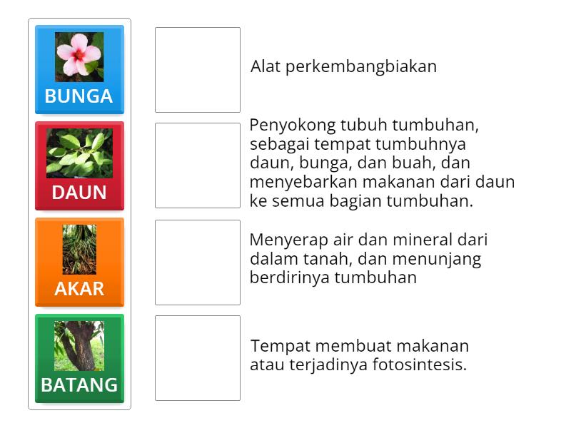 FUNGSI BAGIAN TUBUH TUMBUHAN Match Up