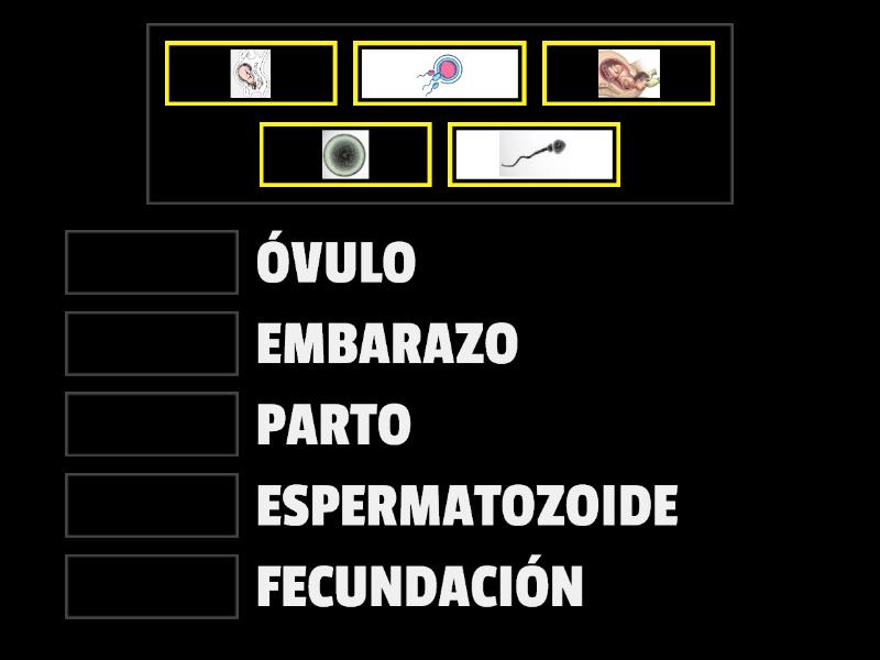 Óvulo espermatozoide fecundación embarazo y parto Une las parejas