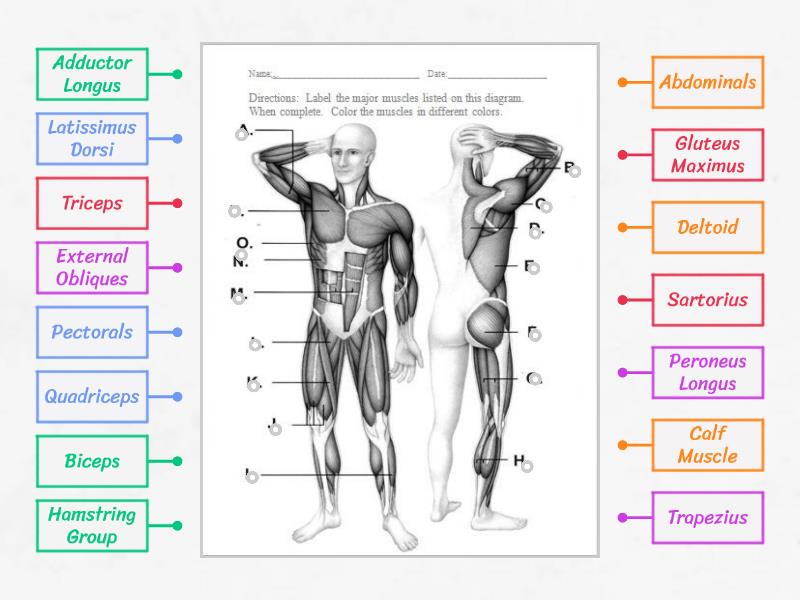 Muscular System Labelled Diagram