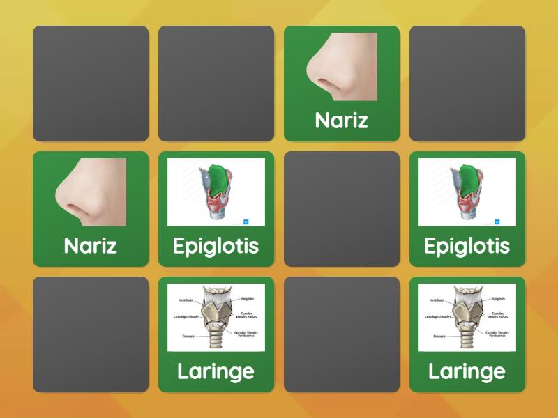 Sistema Respiratorio Matching Pairs