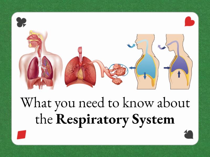 Respiratory System Revision Flash Cards