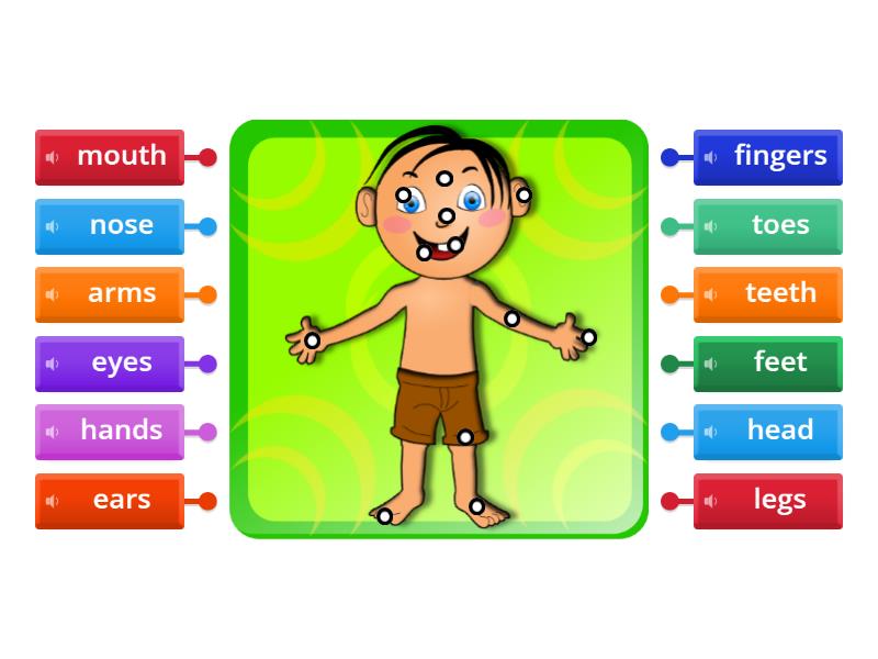 Body Parts Labelled Diagram