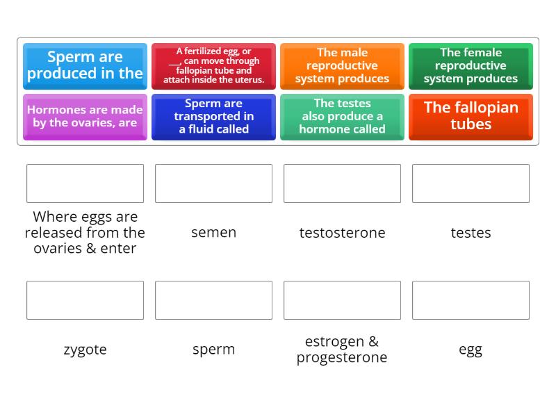 The Human Reproductive Systems Match Up