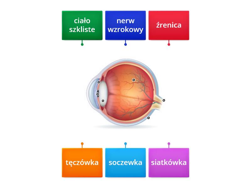 Przyroda Klasa Budowa Oka Labelled Diagram