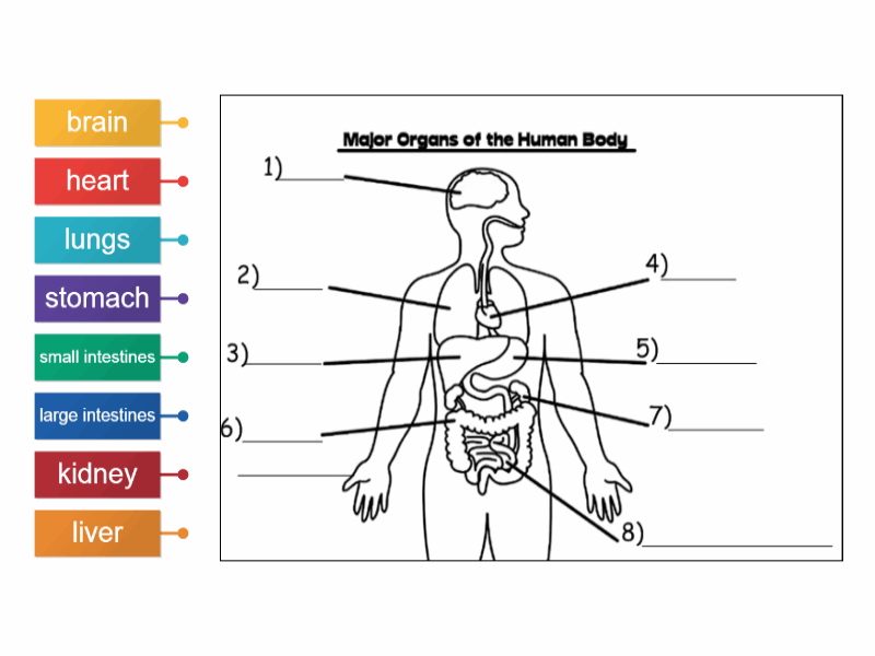 Label Organs Labelled Diagram