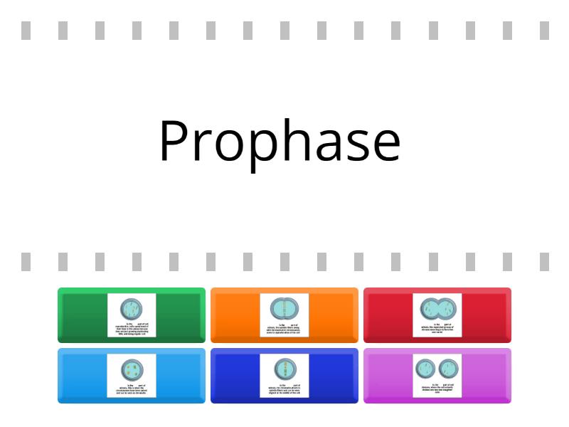 Mitose Phases Et Images Find The Match