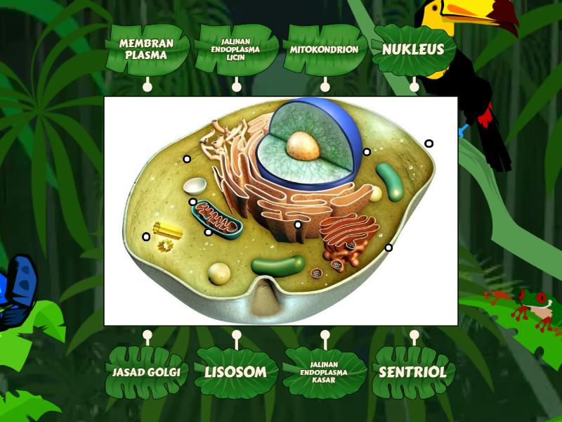 Struktur Dan Fungsi Sel Haiwan Labelled Diagram