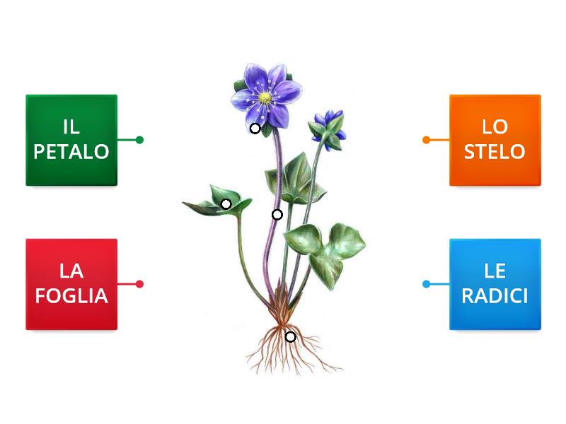 Le Parti Del Fiore Labelled Diagram