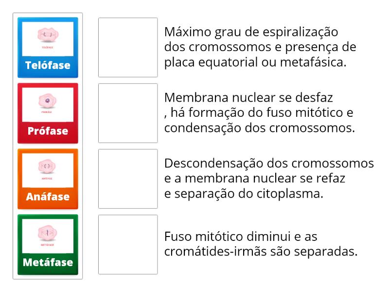 Divisão celular Mitose Match up